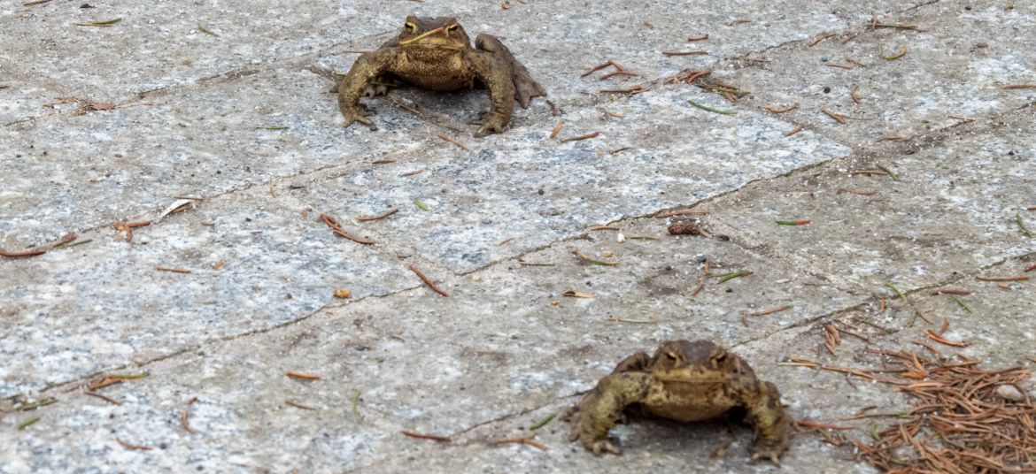 Głuchołazy żaby w parku